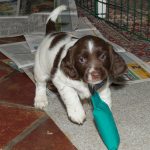 Country Sports Eminent