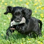 Country Sports Muffin, 9 veckor