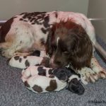 Pärlas valpar 1 dag