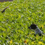 Axa stöter rapphöna