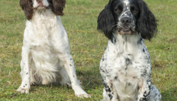 Charlie & Axa
