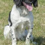 C S Bagpipe aka Baggy