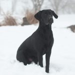 Country Sports Czarny aka Sigge