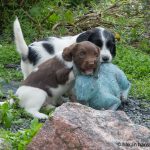 Första kontakten med kanin