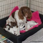 Första måltiden i nya lyan