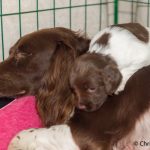 Klätterställningen Diva