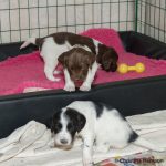 Nu ska jag hoppa på dig