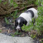 På upptäcksfärd i lavendeln