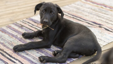 Perdix Gundogs Wild Colonial Boy