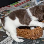 Undra om jag får plats...