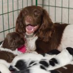 Vilka stora tänder du har, mamma!