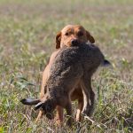 Många harar blev det