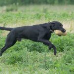 C S Black Lab aka Ozzy