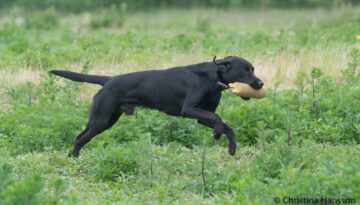 C S Black Lab aka Ozzy