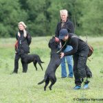 Lokes härliga avlämingar