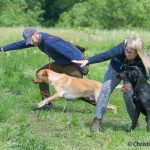 Skicka åt olika hå?ll