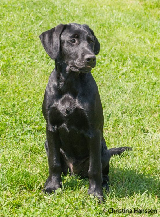 Perdix Gundogs Wild Colonial Boy