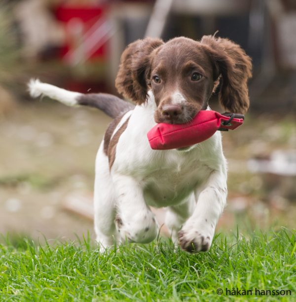 Country Sports Macduff