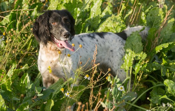 Molly i betfältet