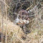 Apport i spanielterräng är inga problem