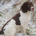 Bedårande söt, C S Tullamore Dew aka Zita