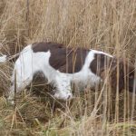 Buddha i lågt fint sök