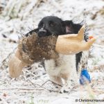 C S Bagpipe med hare