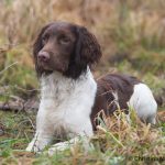 Finfina gossen C S Il Divo aka Buddha