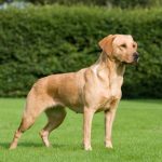 SFTCH MPM 08 SWTM Perdix Gudogs Proud Mary