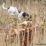 Tikka hittar sin apport på hög höjd