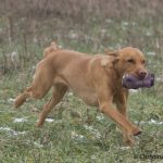 Axel i utsträckt galopp