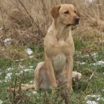 C S General aka Nino