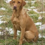 C S Röda Lacket aka Axel