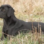 C S Tvåan, vackra Stella