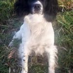 Elderdale Ace aka Milo