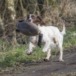 Lilla Nessie med stora gåsen