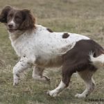 Nelli