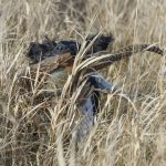 Tuff terräng att apportera i