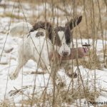 Action - inlevererring