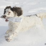 Alltid med något i munnen - Alba