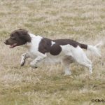 Buddha - Diva-Pepper valp