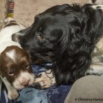 Busig mamma 2