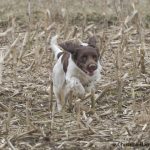 C S Il Divo - aka Buddha