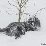 I djup snö på födelsedagen