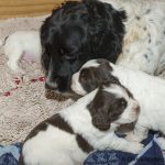 Mammas närhet är trygg