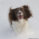Nelli - älskar också snön