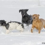 Prima, Vild & Flamma