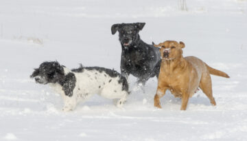 Prima, Vild & Flamma