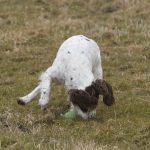 Stina gör nsätan kullerbytta vid upptag