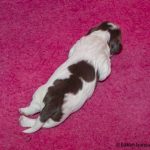 Största hanen 4 dagar